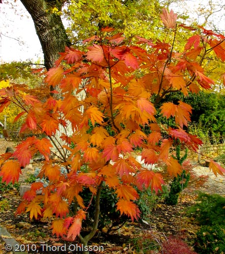 Acer japonicum 'Attarai'